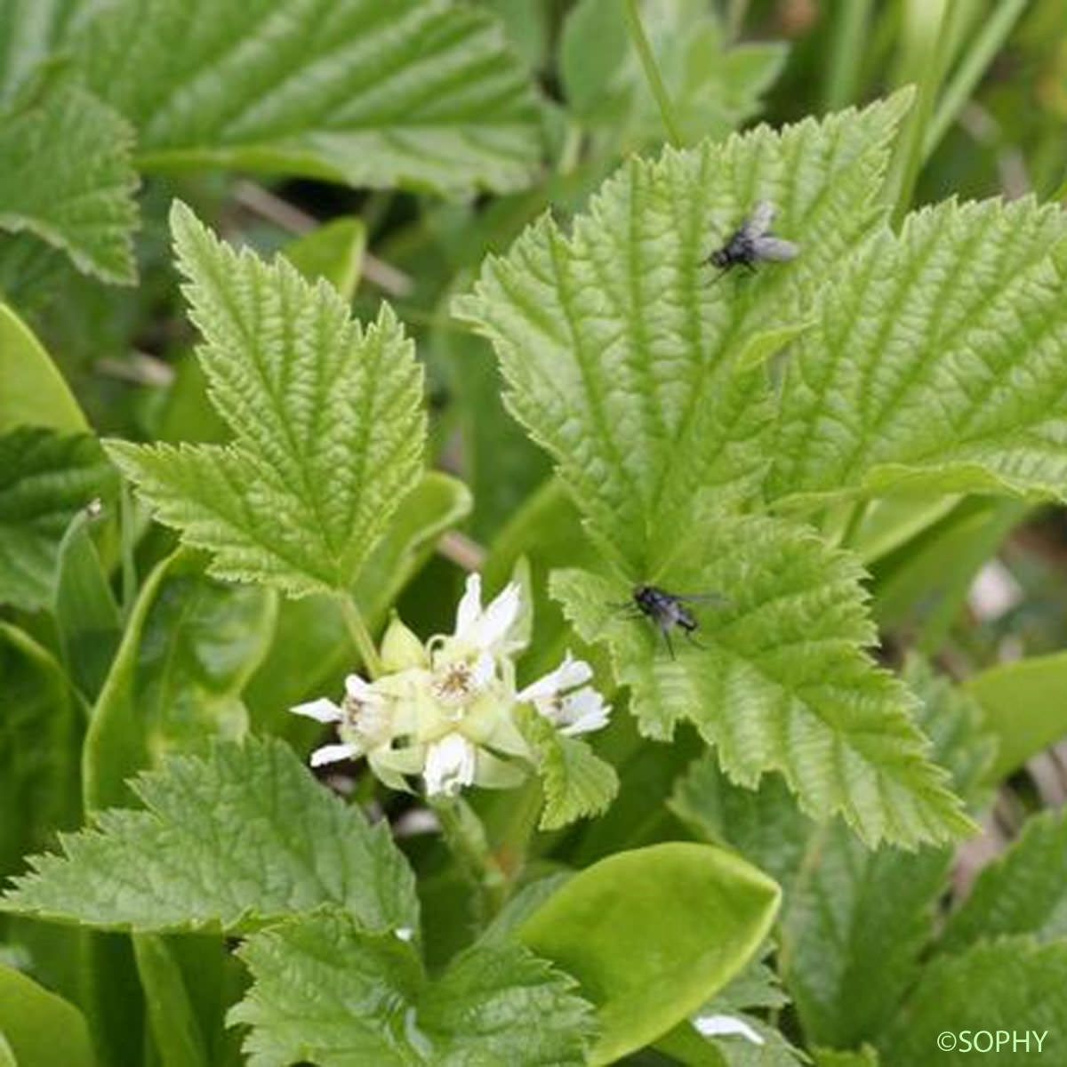 Ronce des rochers - Rubus saxatilis