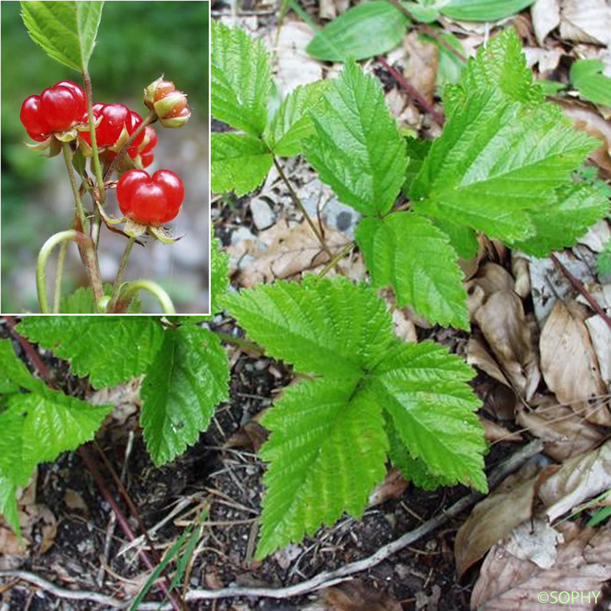 Ronce des rochers - Rubus saxatilis