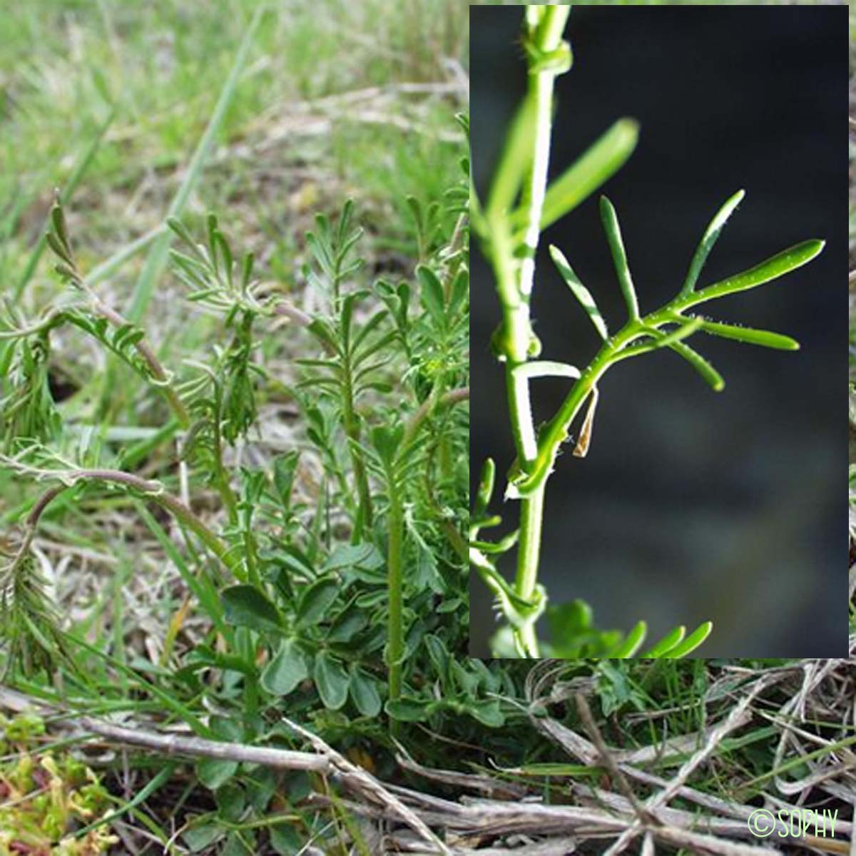 Roripe des Pyrénées - Rorippa pyrenaica var. pyrenaica