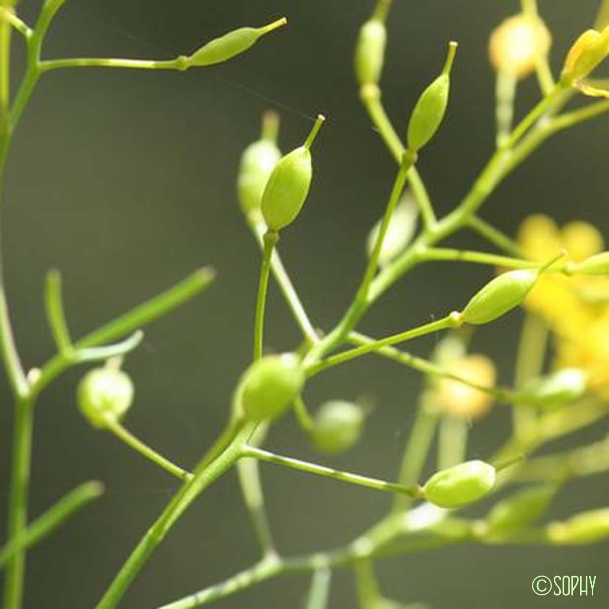 Roripe des Pyrénées - Rorippa pyrenaica var. pyrenaica