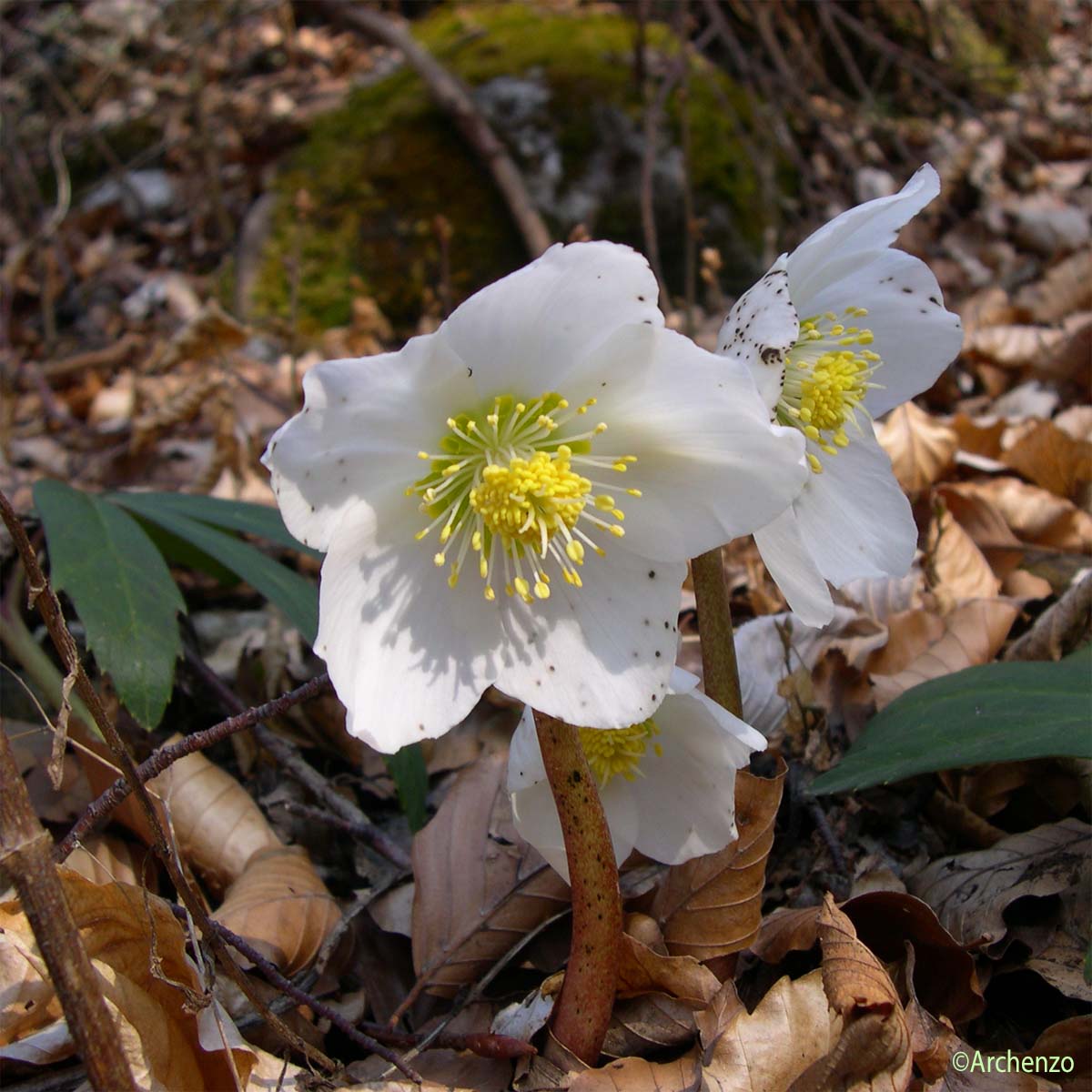 Rose de Noël - Helleborus niger