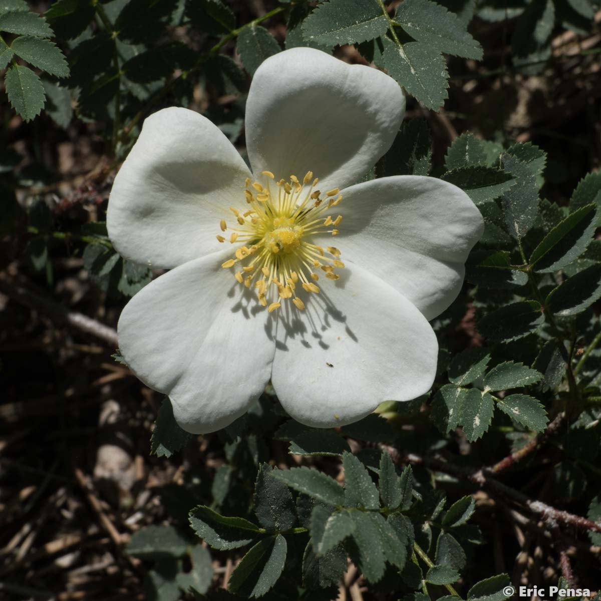 Rosier à feuilles de Boucage - Rosa spinosissima