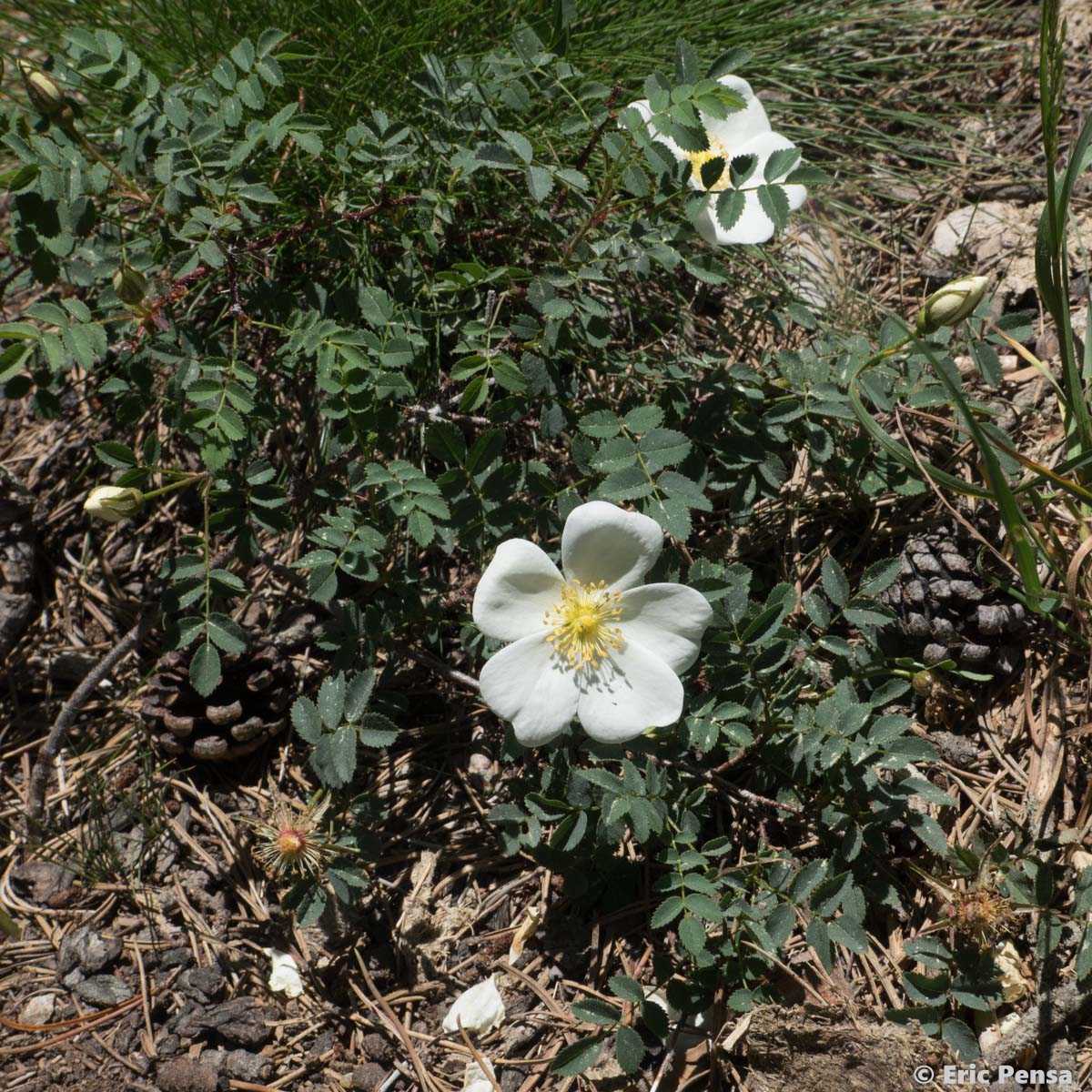 Rosier à feuilles de Boucage - Rosa spinosissima