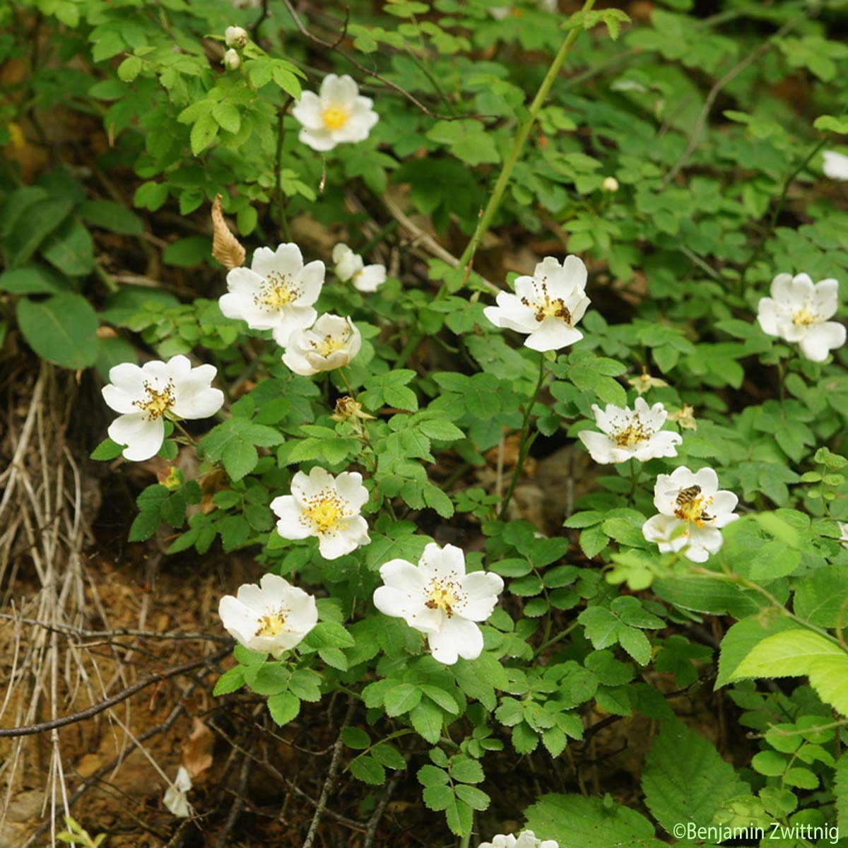 Rosier des champs - Rosa arvensis