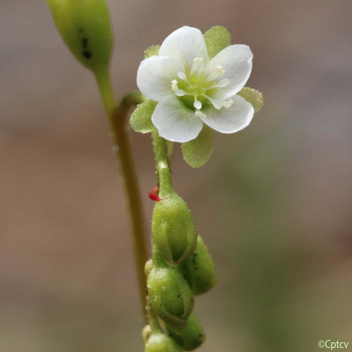 Rossolis à feuilles rondes - Drosera rotundifolia