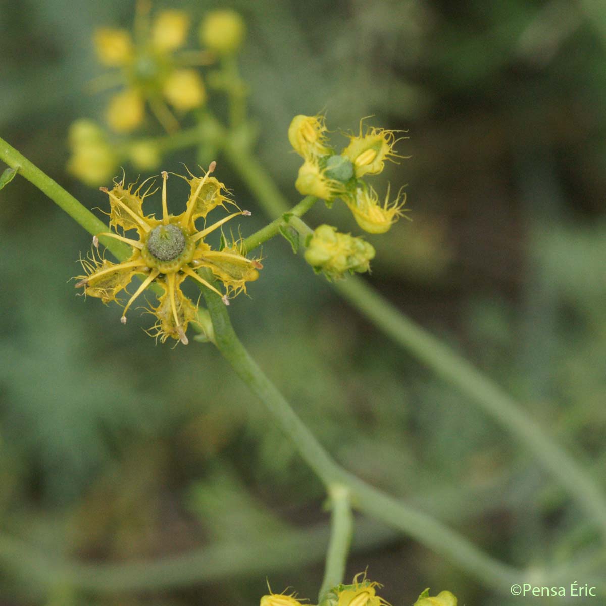 Rue à feuilles étroites - Ruta angustifolia