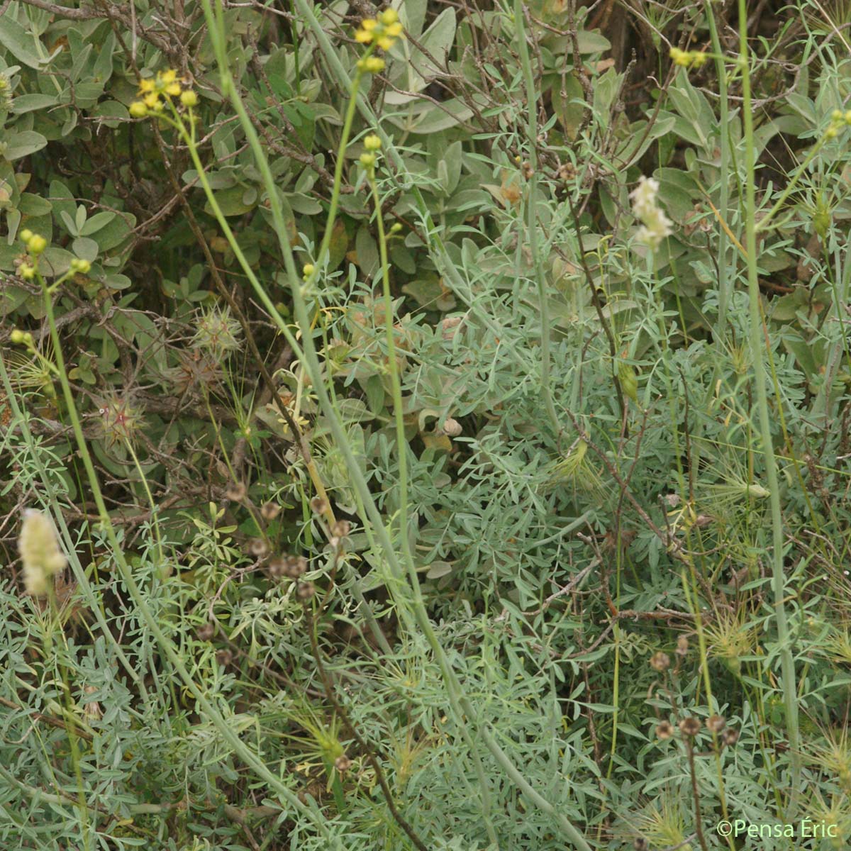 Rue à feuilles étroites - Ruta angustifolia