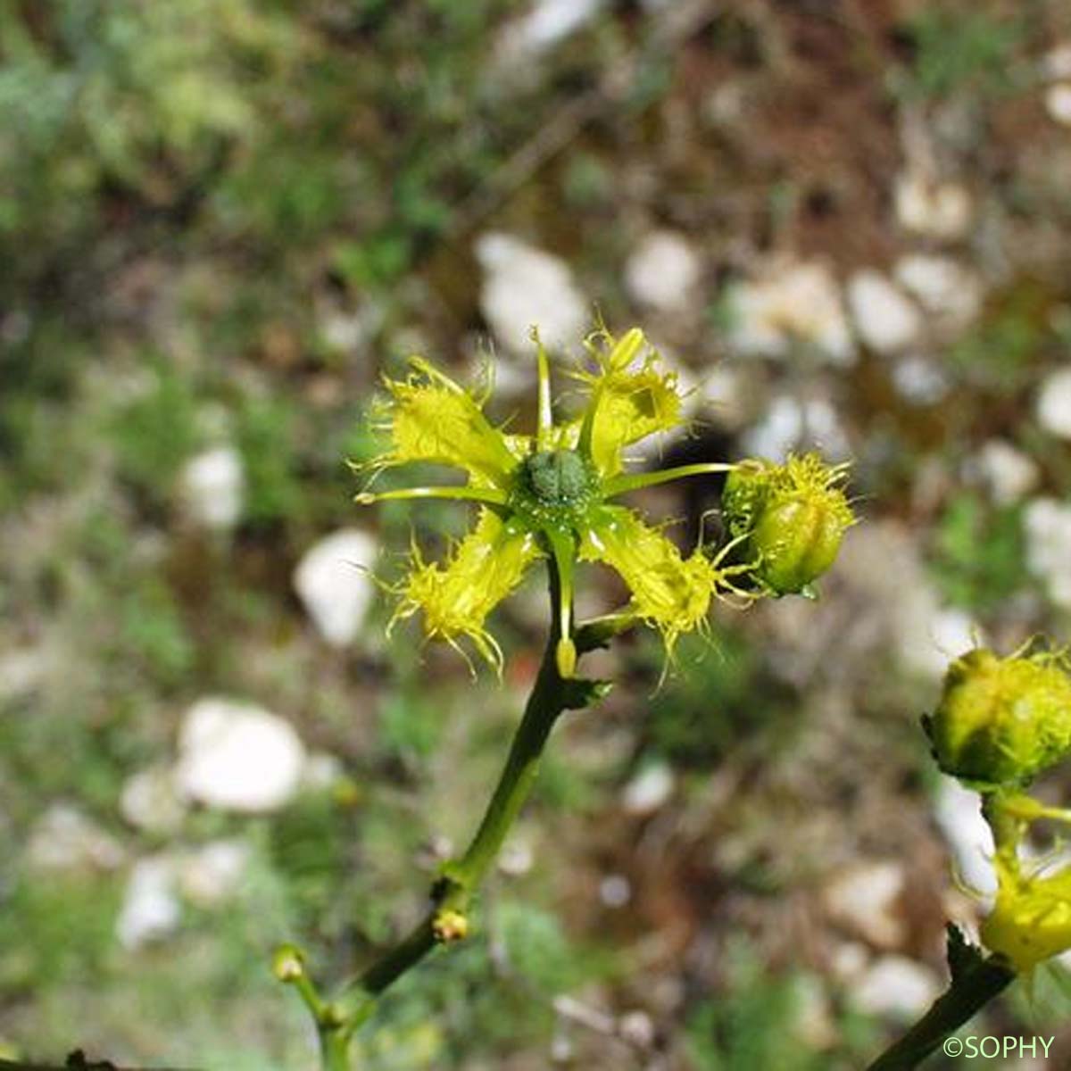 Rue de chalep - Ruta chalepensis