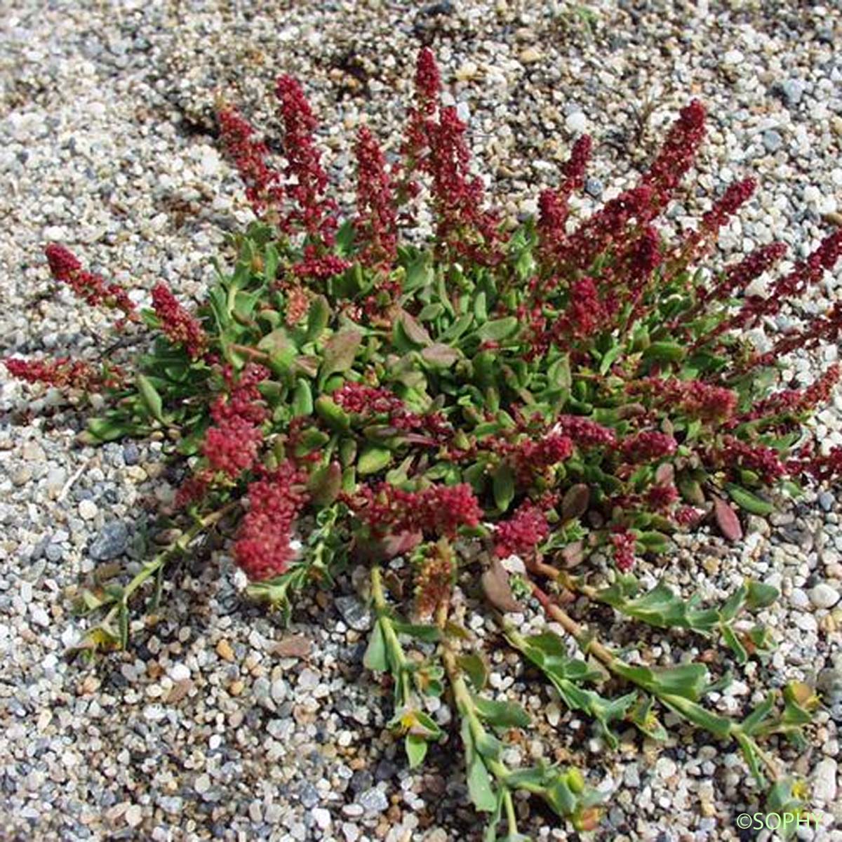 Rumex de France - Rumex bucephalophorus subsp. gallicus