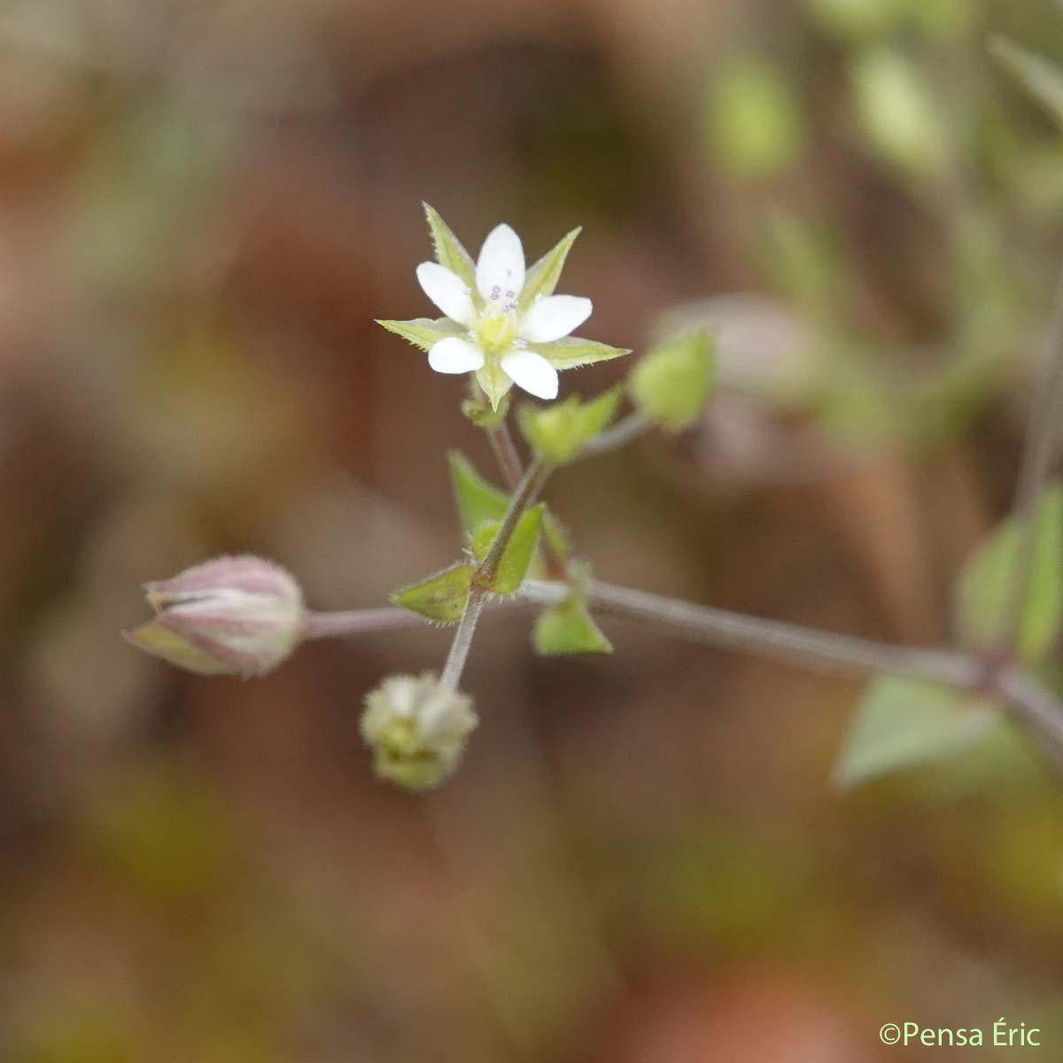 Sabline à feuilles de serpolet - Arenaria serpyllifolia