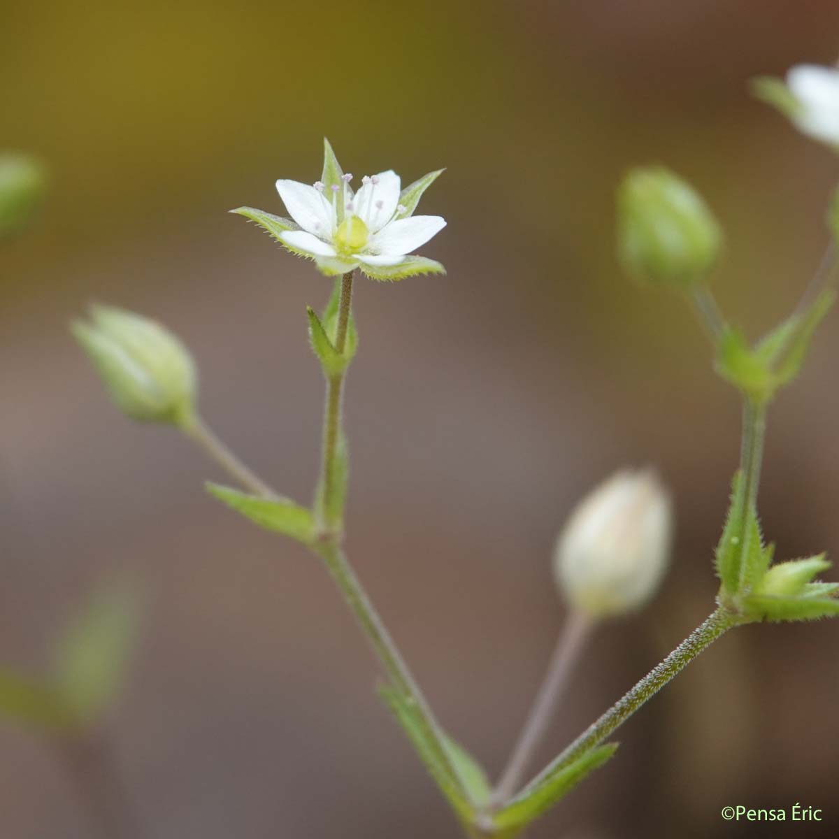 Sabline à feuilles de serpolet - Arenaria serpyllifolia