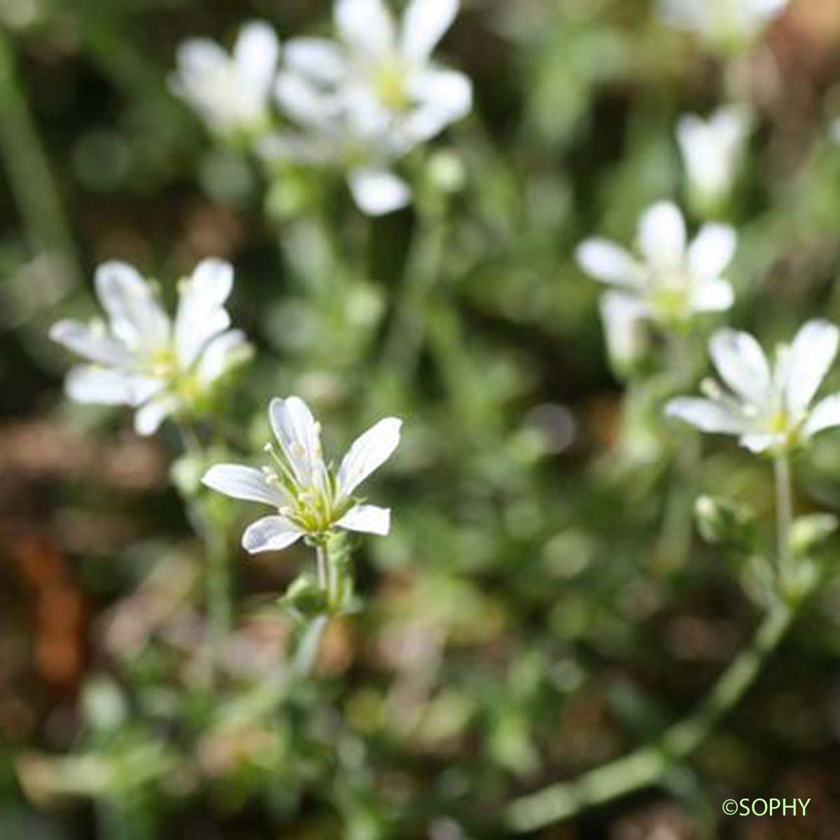 Sabline à grandes fleurs - Arenaria grandiflora subsp. grandiflora