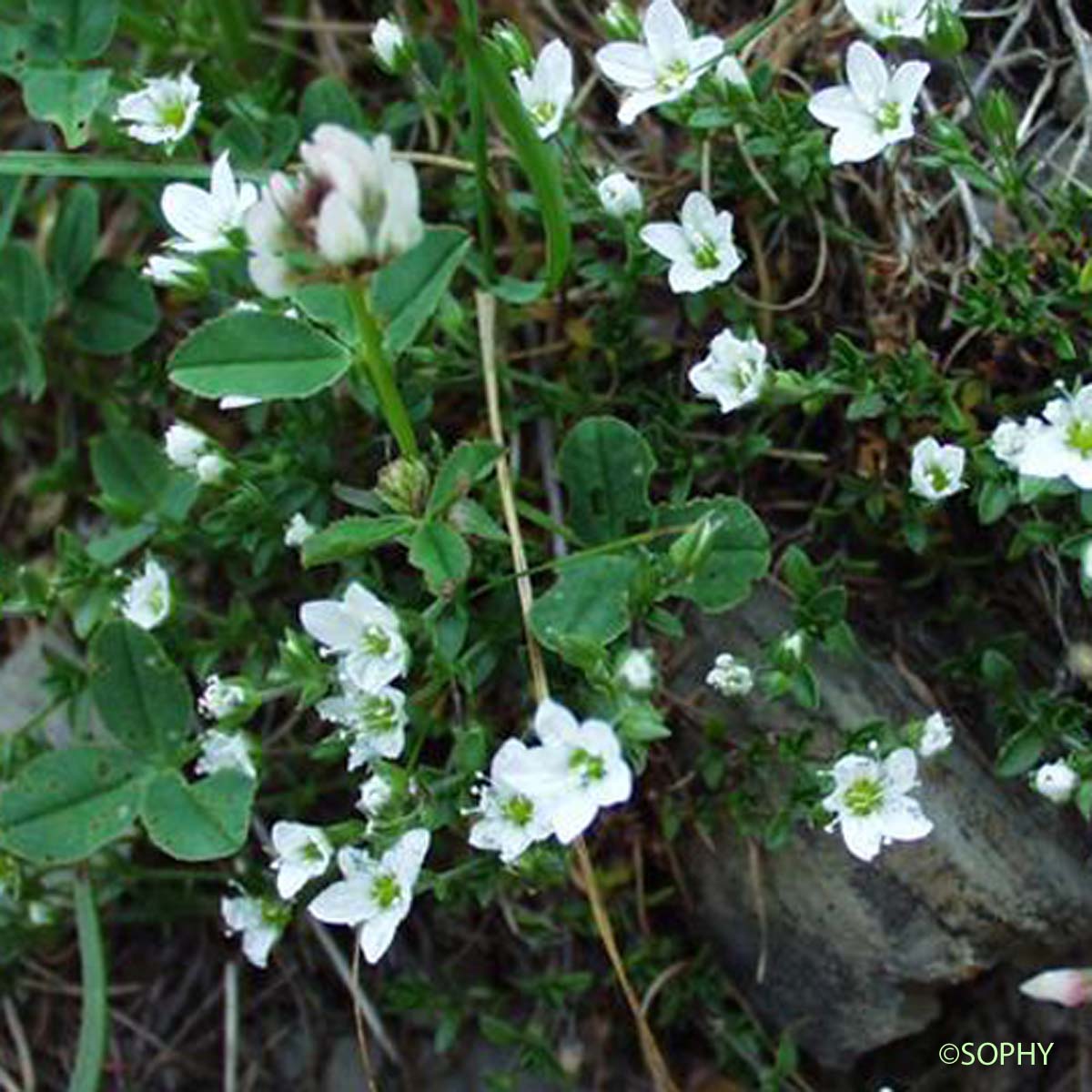 Sabline à plusieurs tiges - Arenaria ciliata