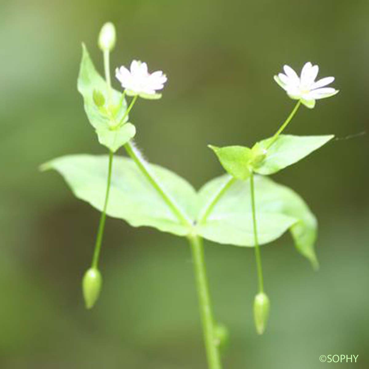 Sabline à trois nervures - Moehringia trinervia