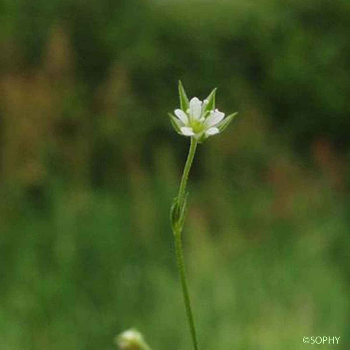 Sabline à trois nervures - Moehringia trinervia