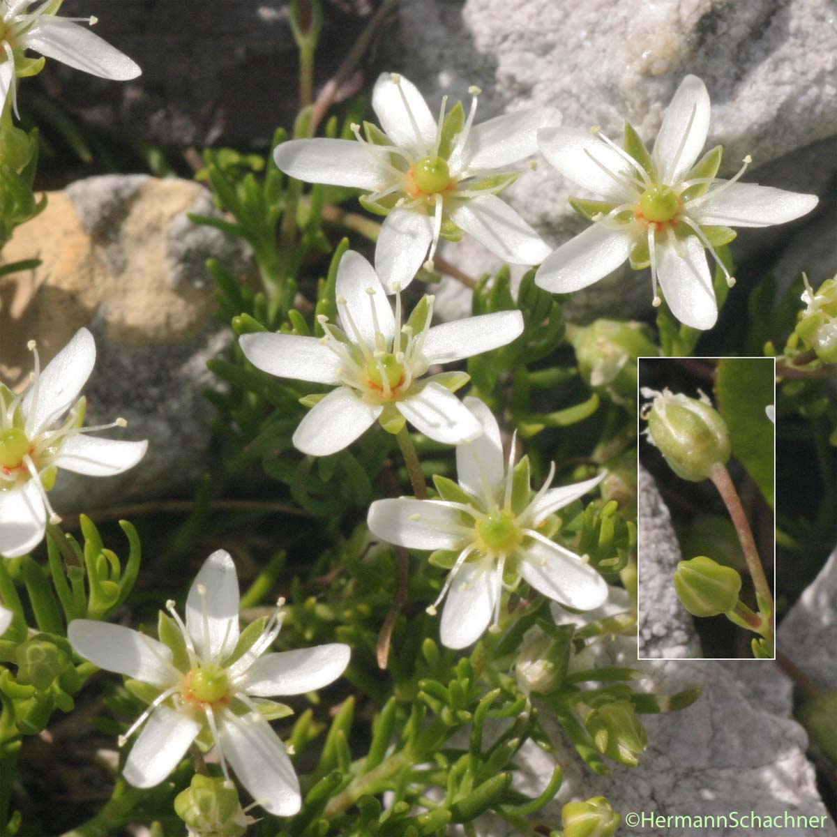 Sabline ciliée - Moehringia ciliata