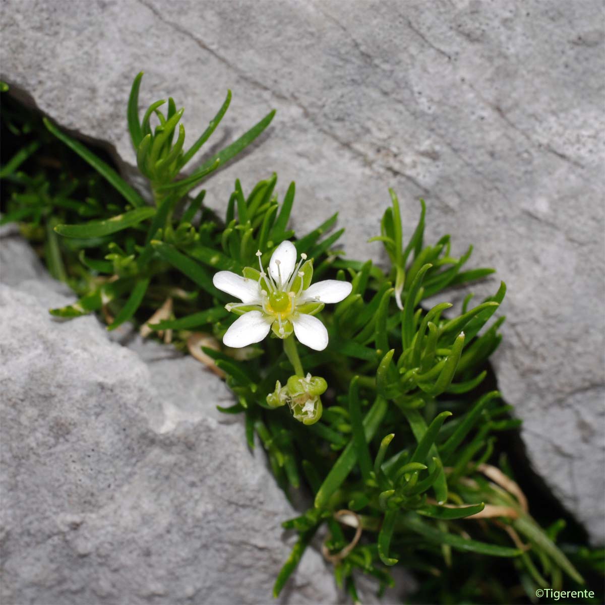 Sabline ciliée - Moehringia ciliata