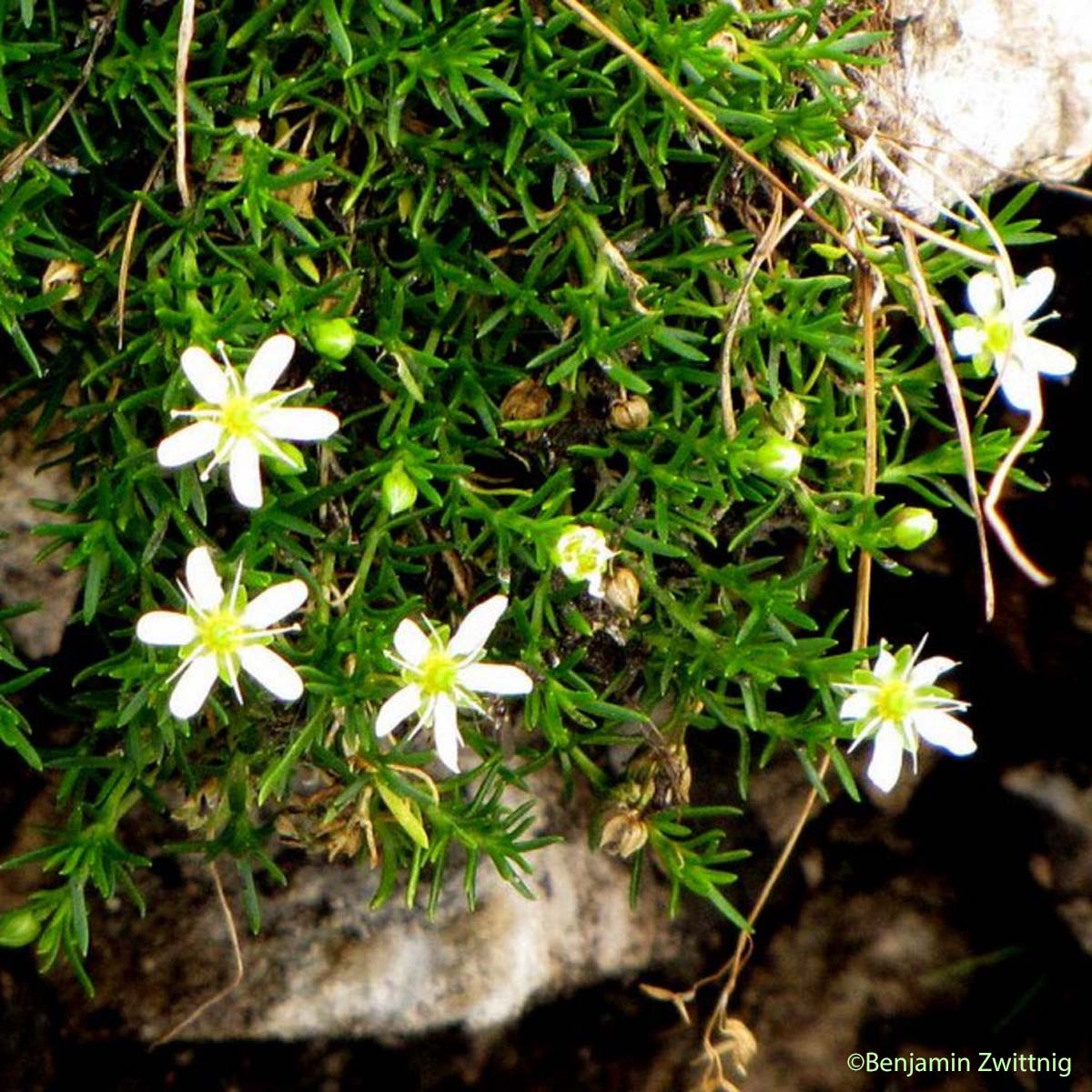 Sabline ciliée - Moehringia ciliata