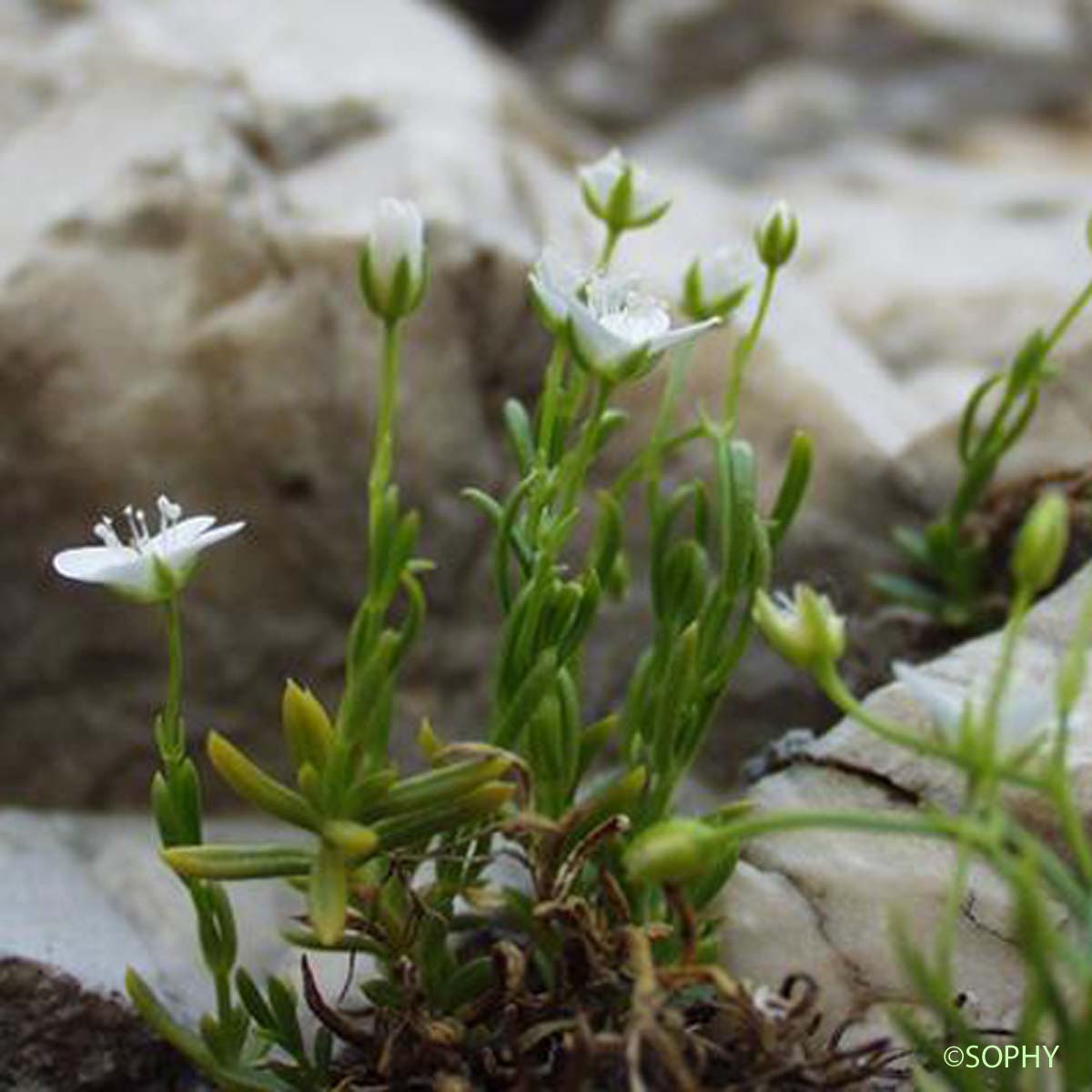 Sabline de Provence - Moehringia intermedia