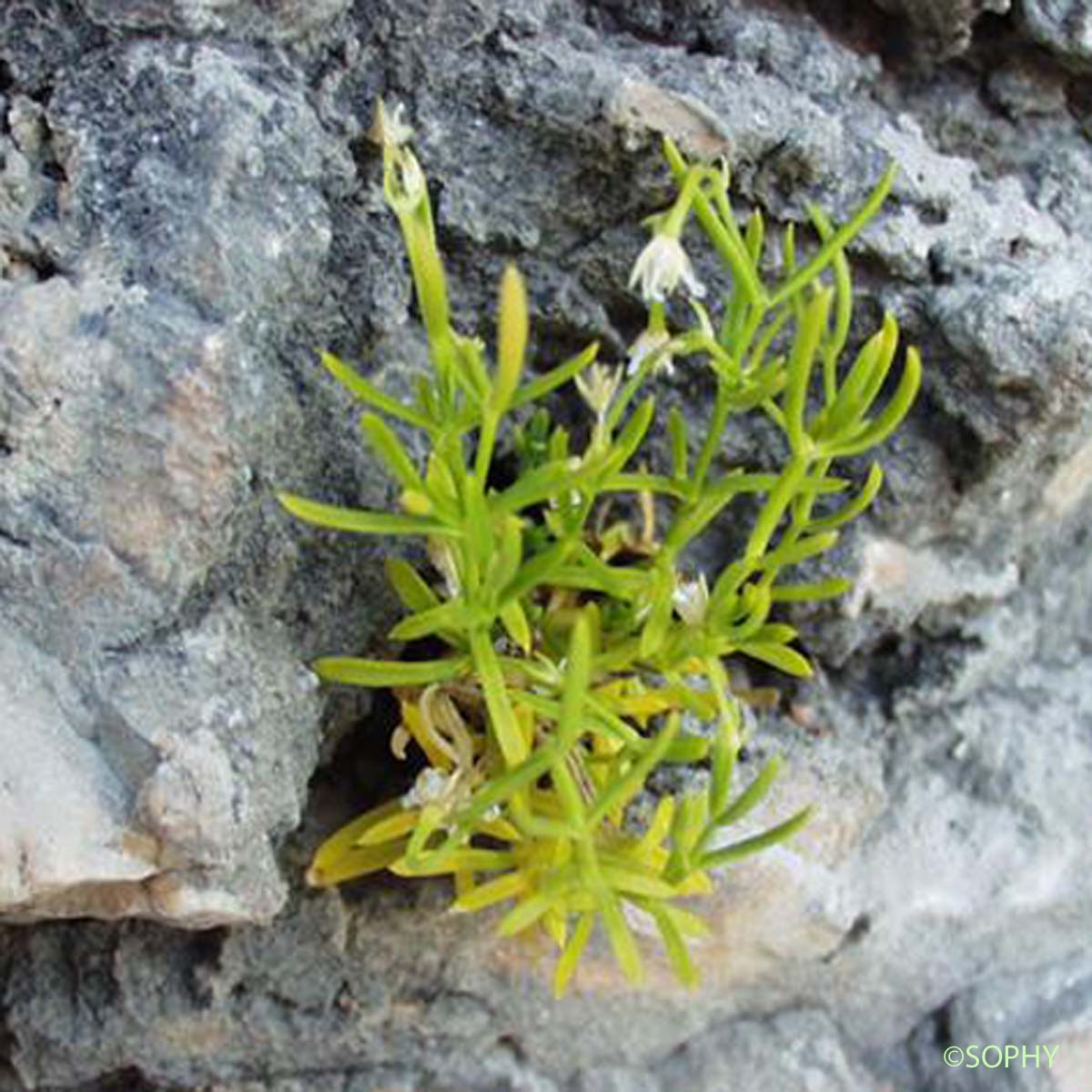 Sabline de Provence - Moehringia intermedia