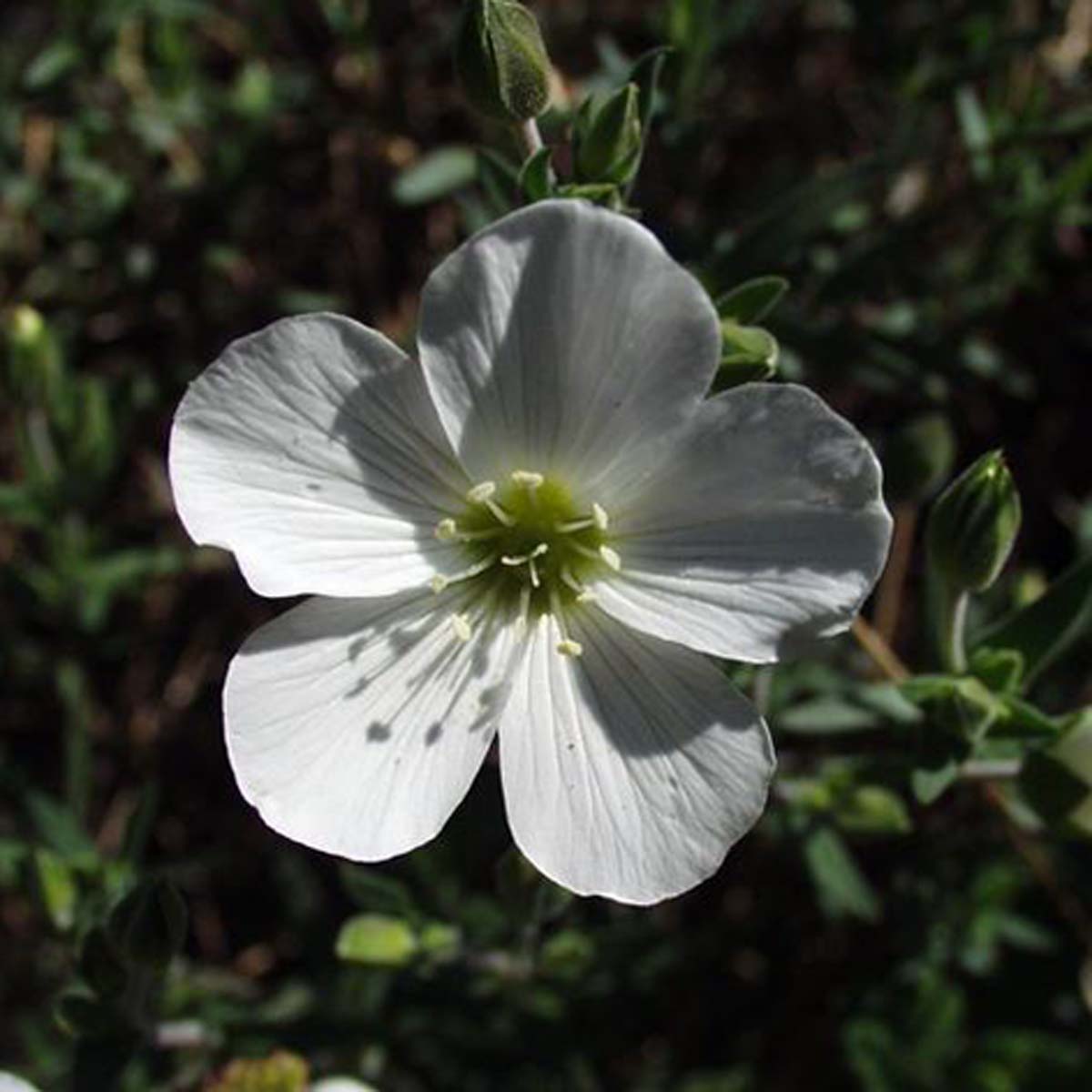 Sabline des montagnes - Arenaria montana subsp. montana