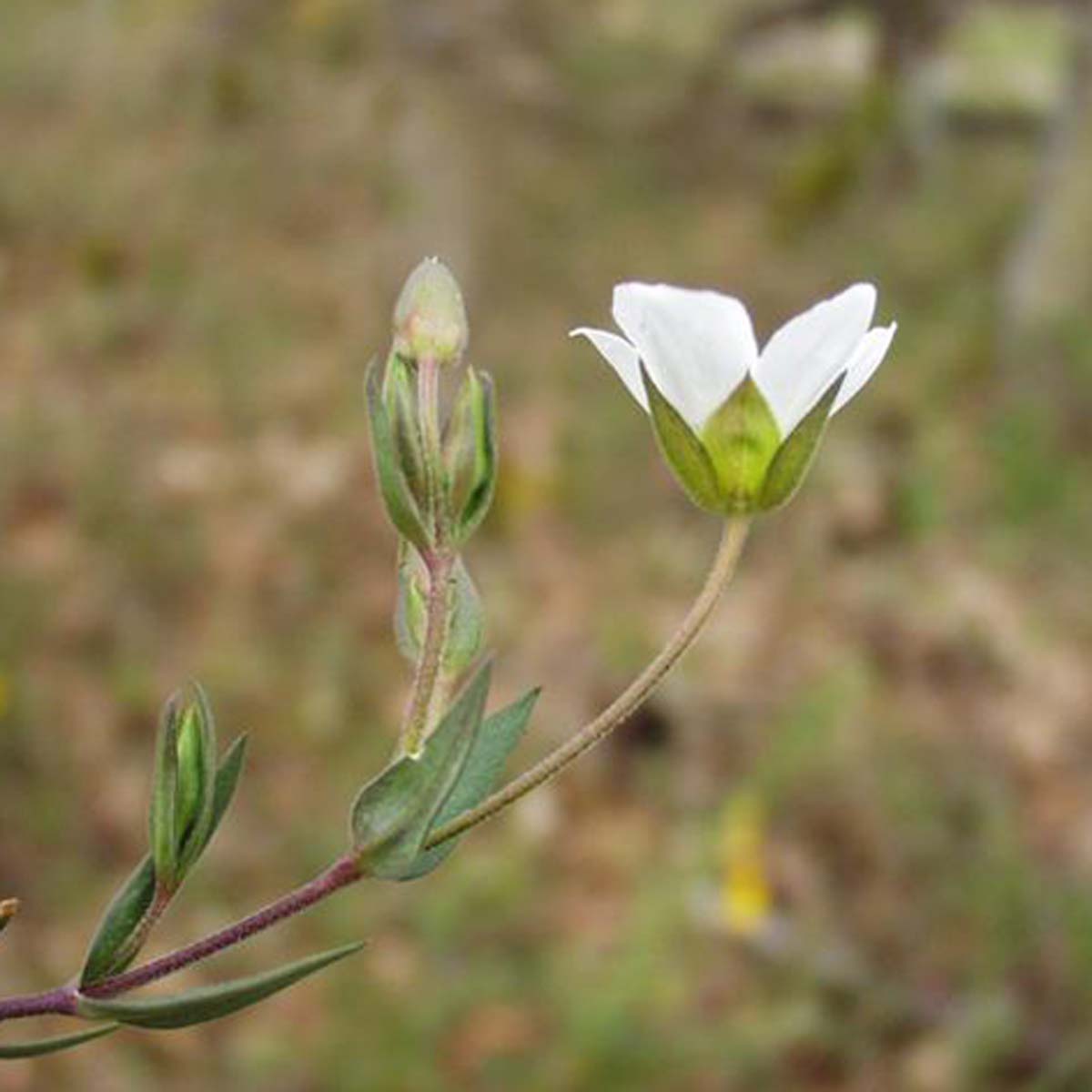 Sabline des montagnes - Arenaria montana subsp. montana