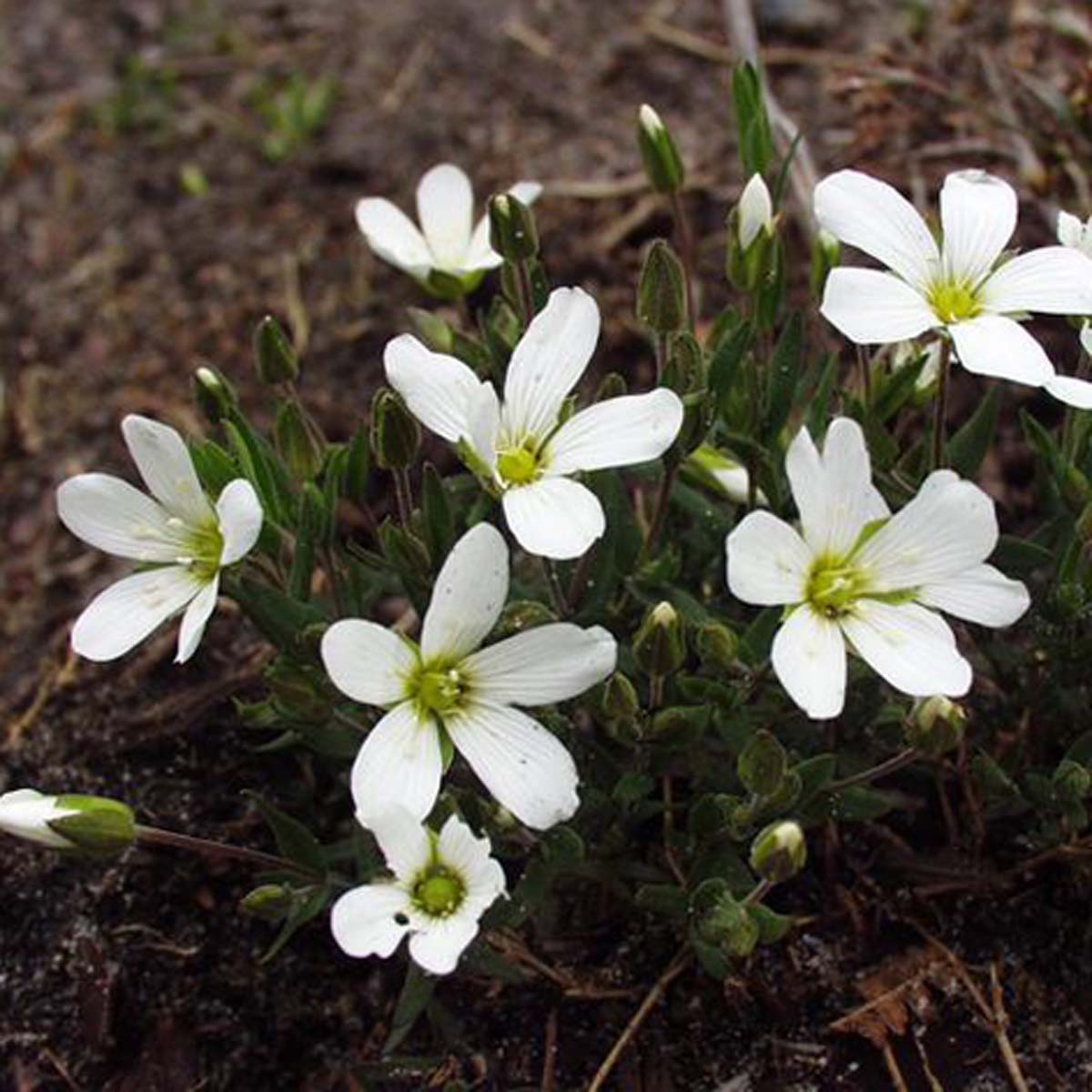 Sabline des montagnes - Arenaria montana subsp. montana