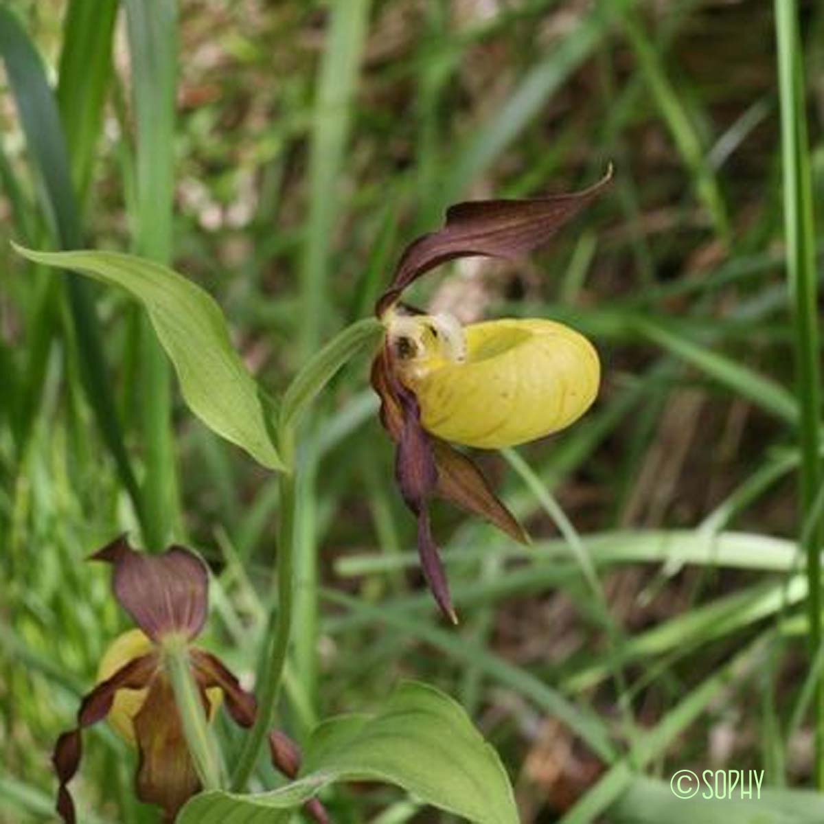 Sabot-de-Vénus - Cypripedium calceolus