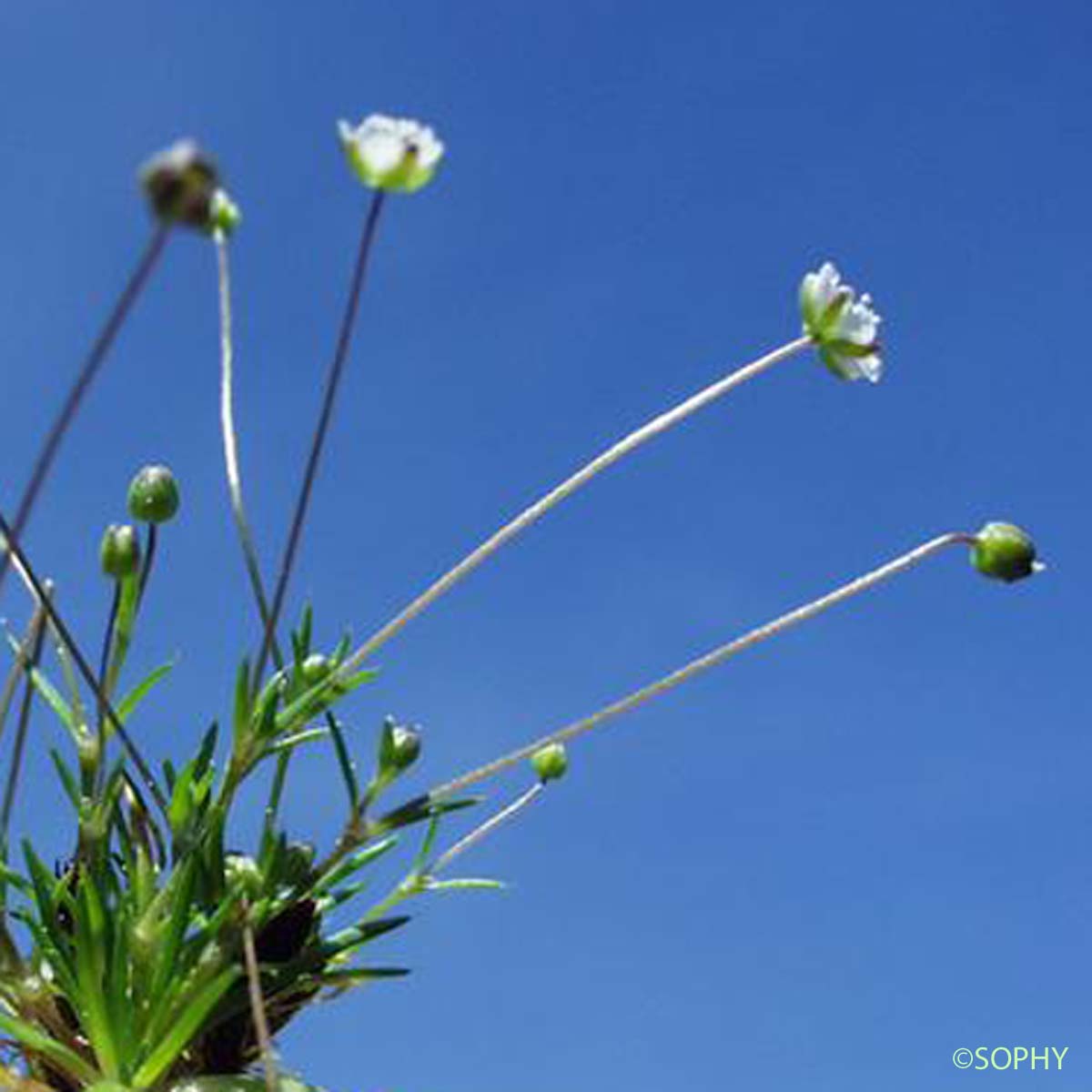 Sagine subulée - Sagina subulata subsp. subulata