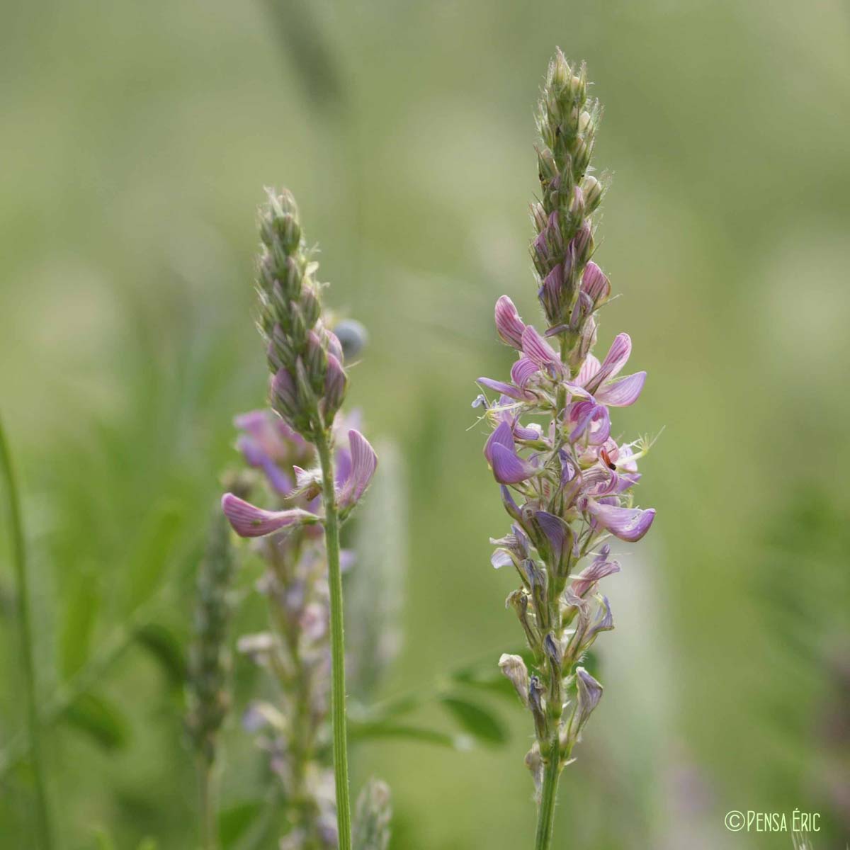 Sainfoin à feuilles de vesce - Onobrychis viciifolia