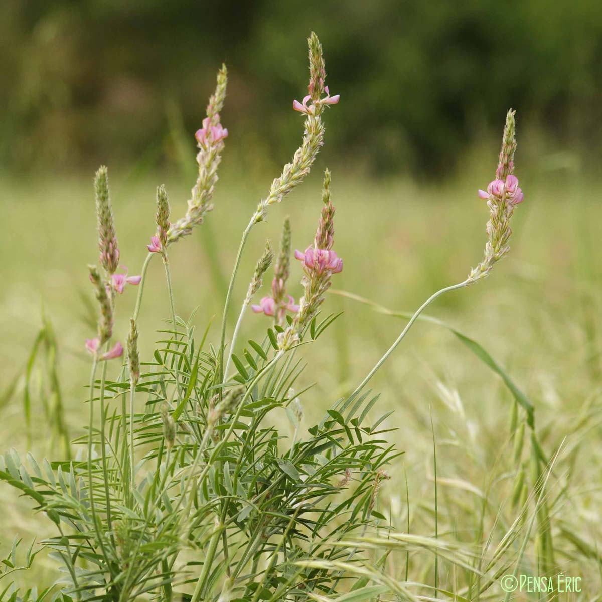 Sainfoin à feuilles de vesce - Onobrychis viciifolia