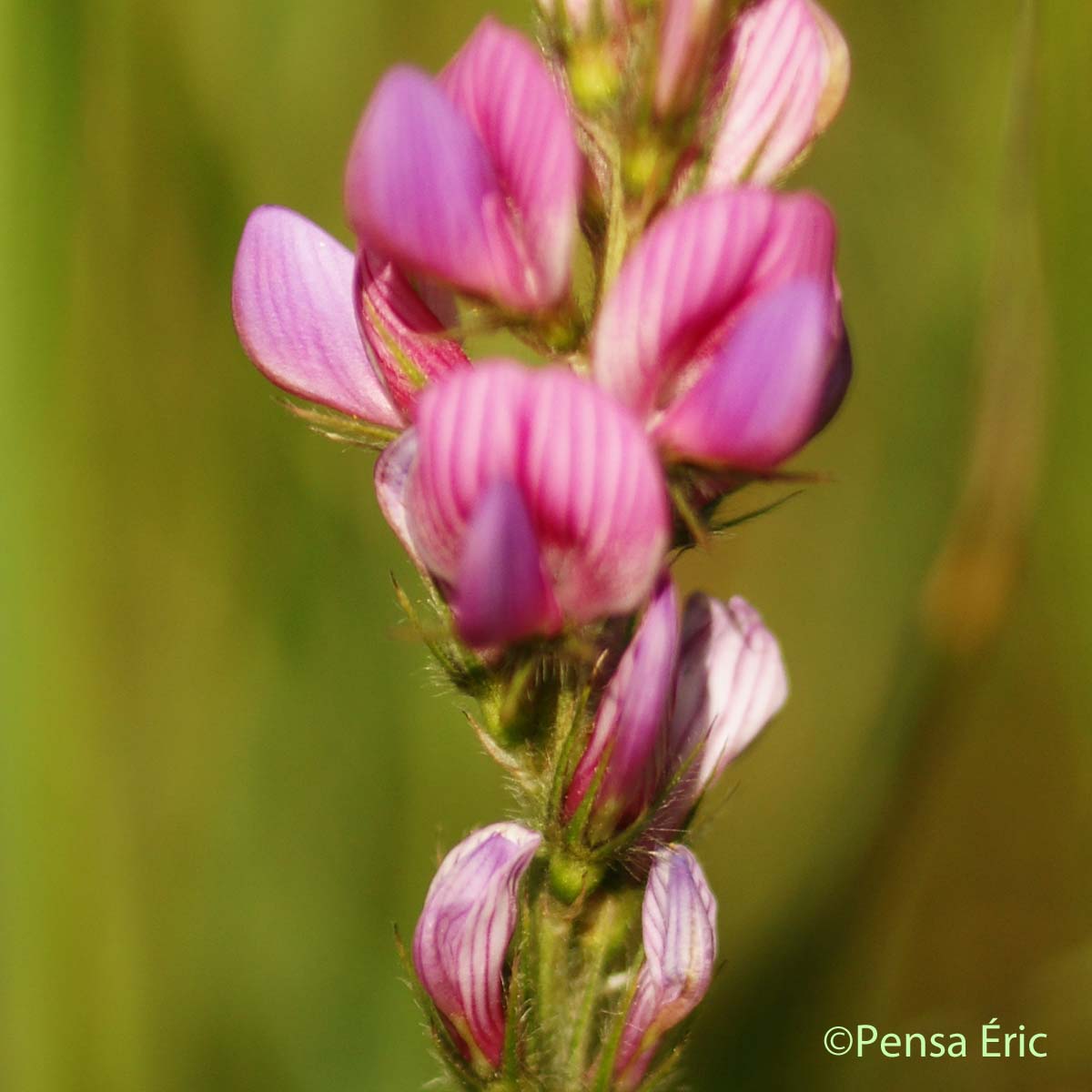 Sainfoin montagnard - Onobrychis montana