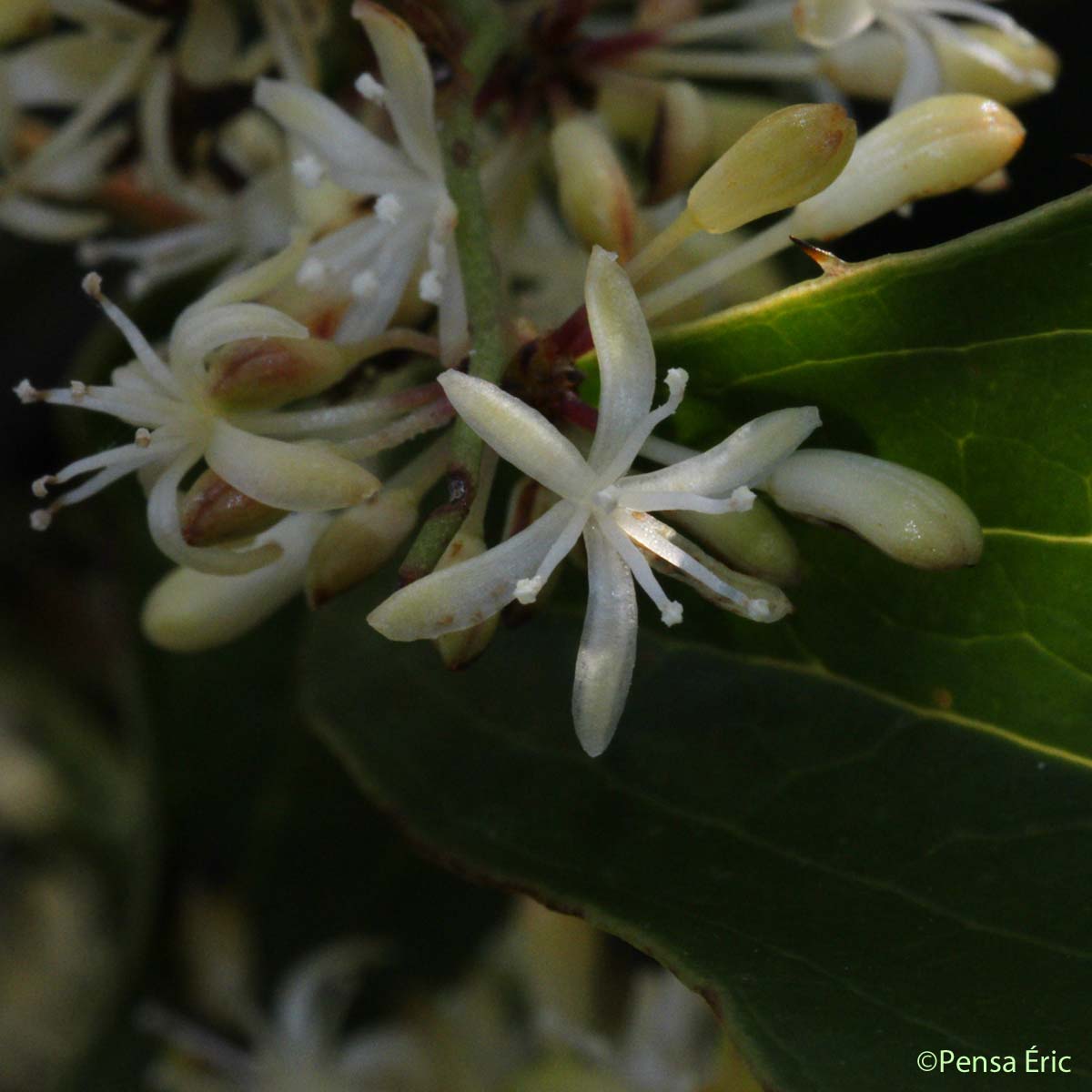 Salsepareille - Smilax aspera