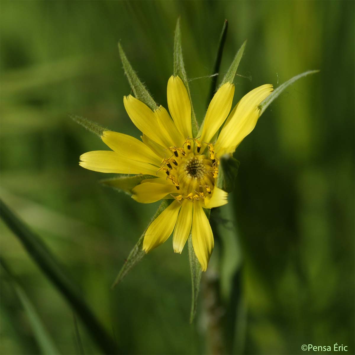 Salsifis douteux - Tragopogon dubius