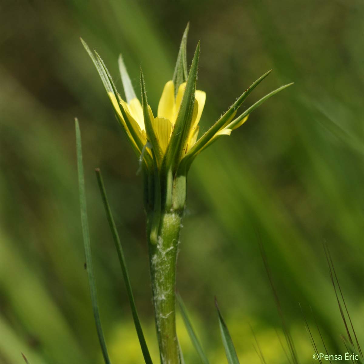 Salsifis douteux - Tragopogon dubius