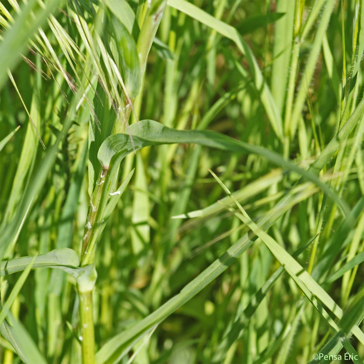 Salsifis douteux - Tragopogon dubius