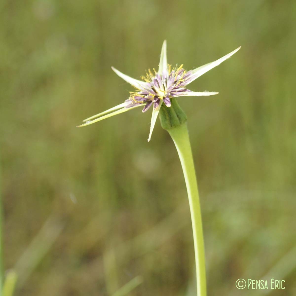 Salsifis à feuilles de poireau - Tragopogon porrifolius