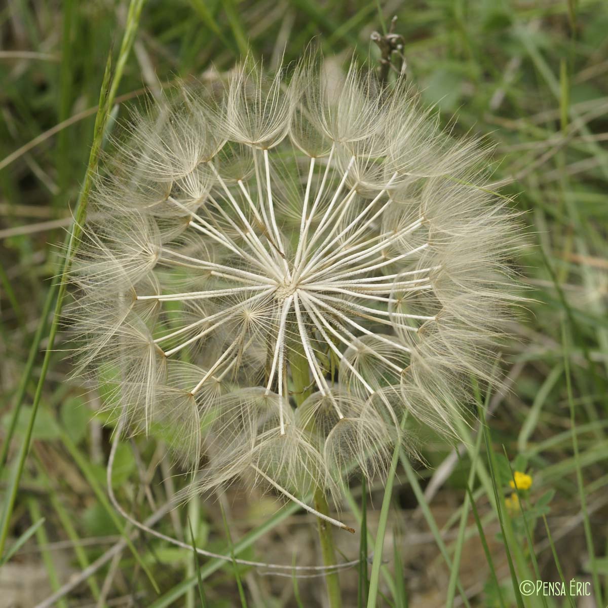 Salsifis à feuilles de poireau - Tragopogon porrifolius