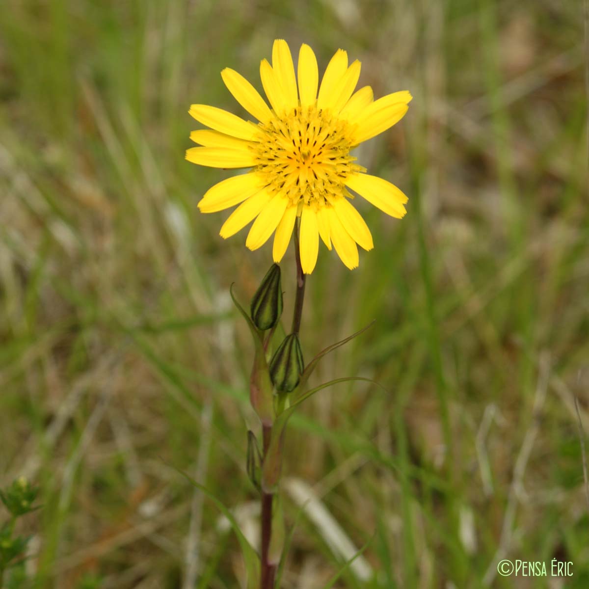 Salsifis d'Orient - Tragopogon pratensis subsp. orientalis