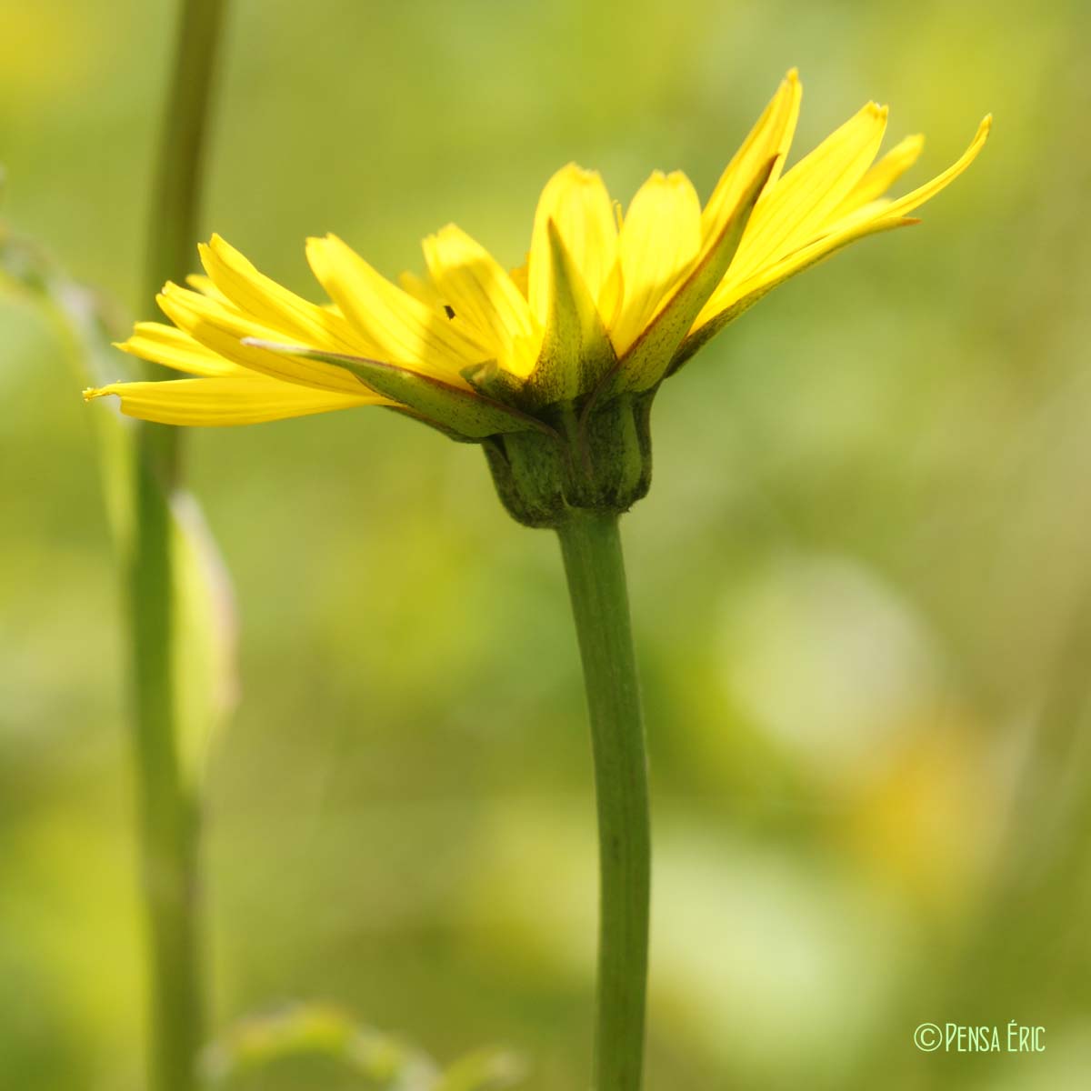 Salsifis d'Orient - Tragopogon pratensis subsp. orientalis