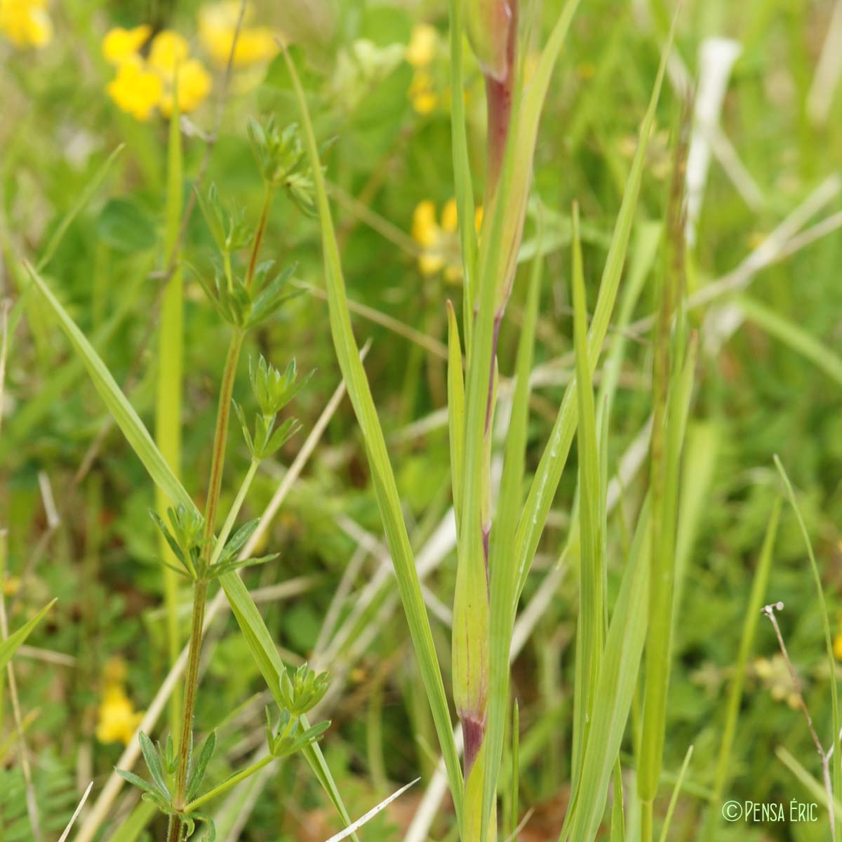 Salsifis d'Orient - Tragopogon pratensis subsp. orientalis