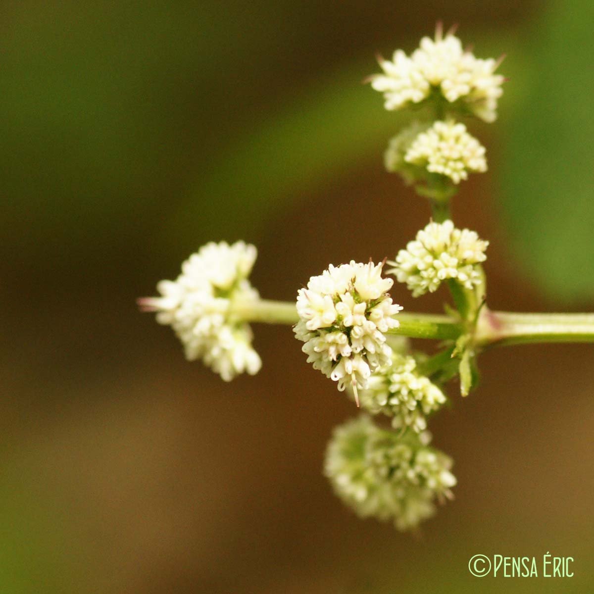 Sanicle d'Europe - Sanicula europaea