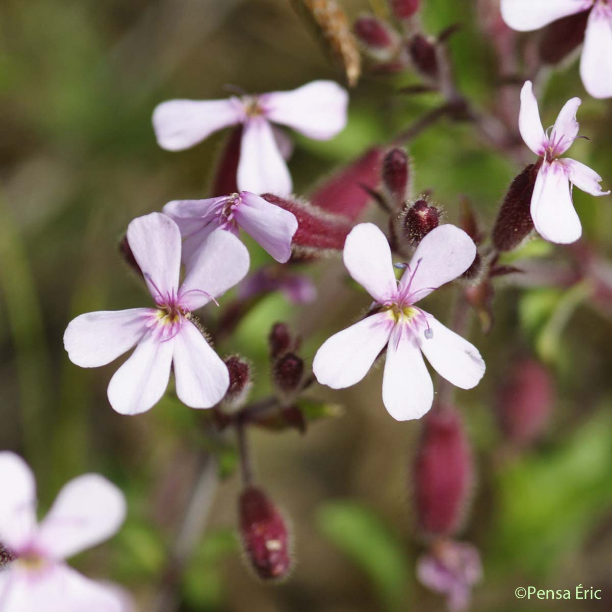 Saponaire de Montpellier - Saponaria ocymoides subsp. ocymoides