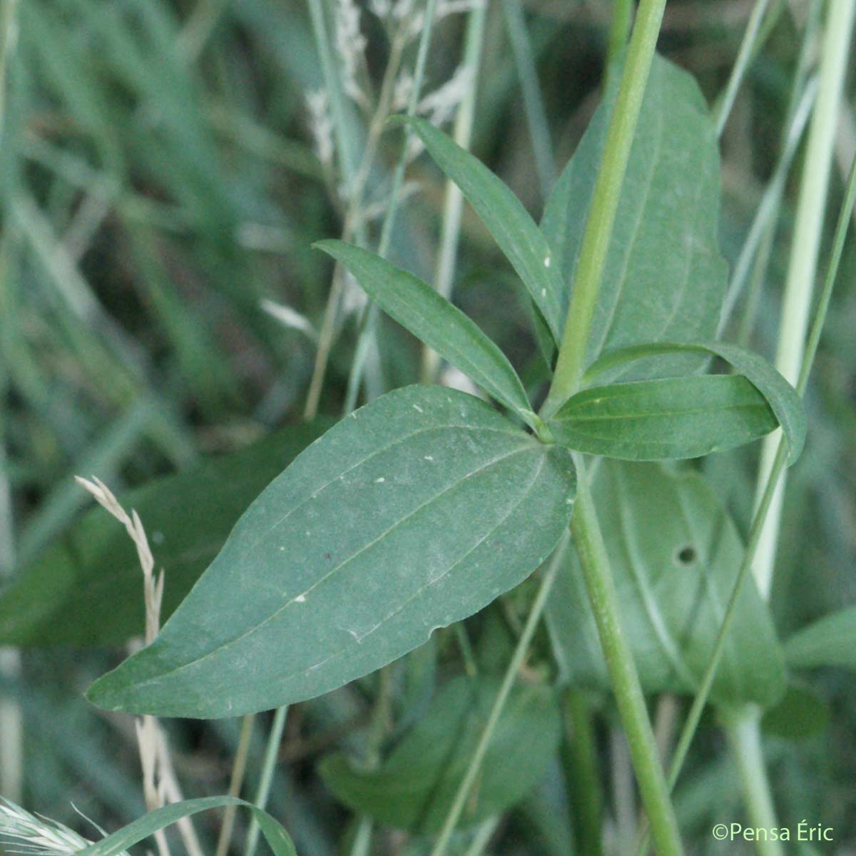 Saponaire officinale - Saponaria officinalis