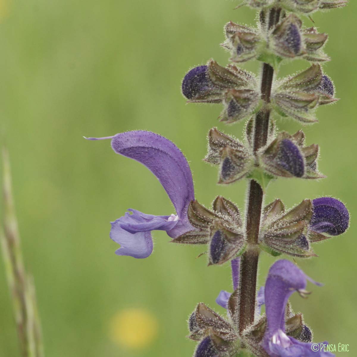 Sauge commune - Salvia pratensis subsp. pratensis