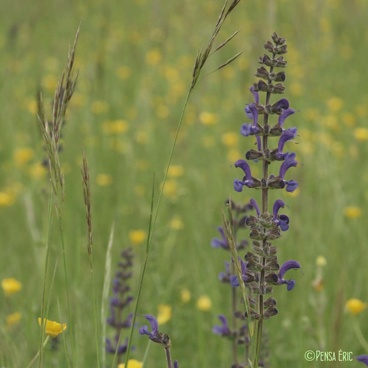 Sauge commune - Salvia pratensis