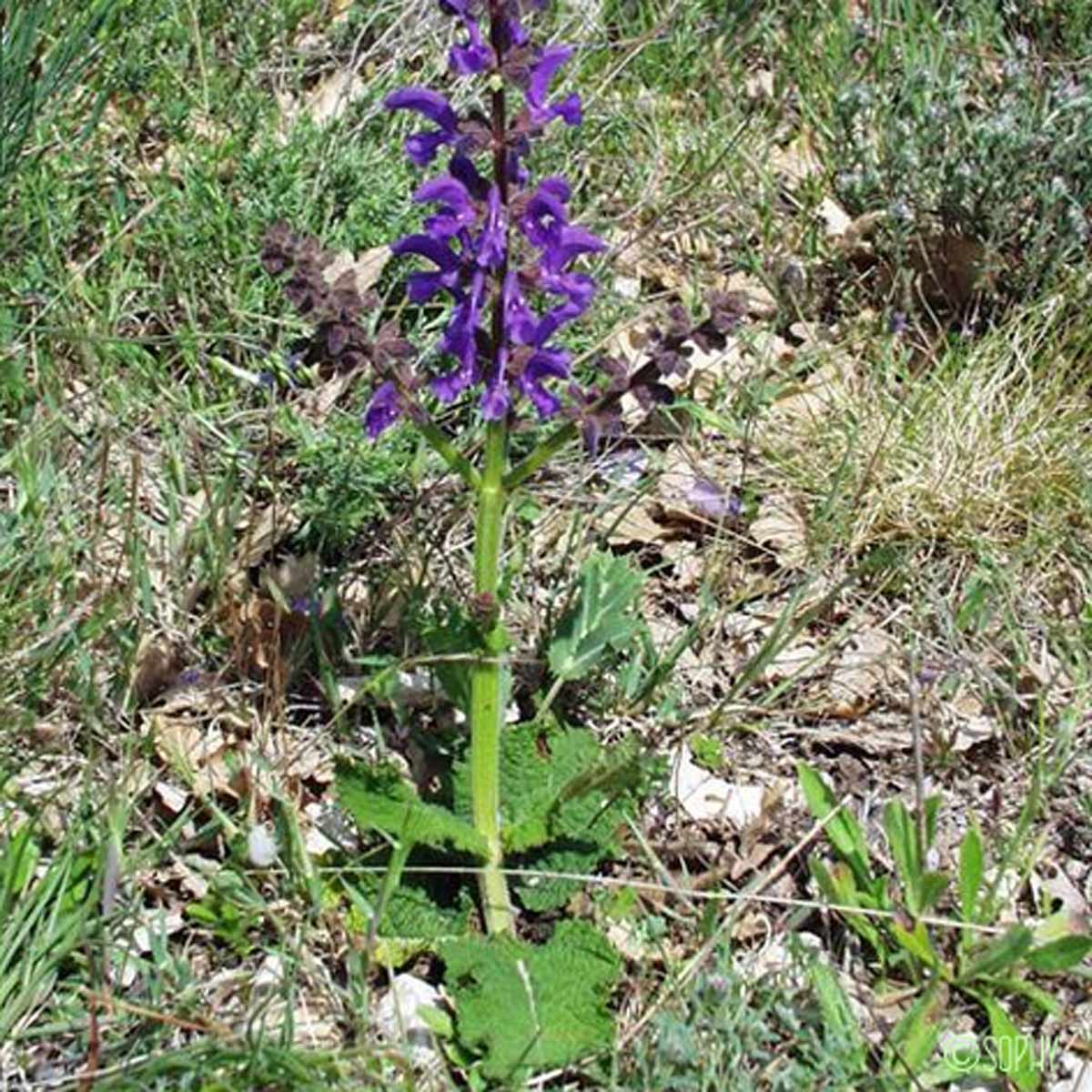 Sauge commune - Salvia pratensis