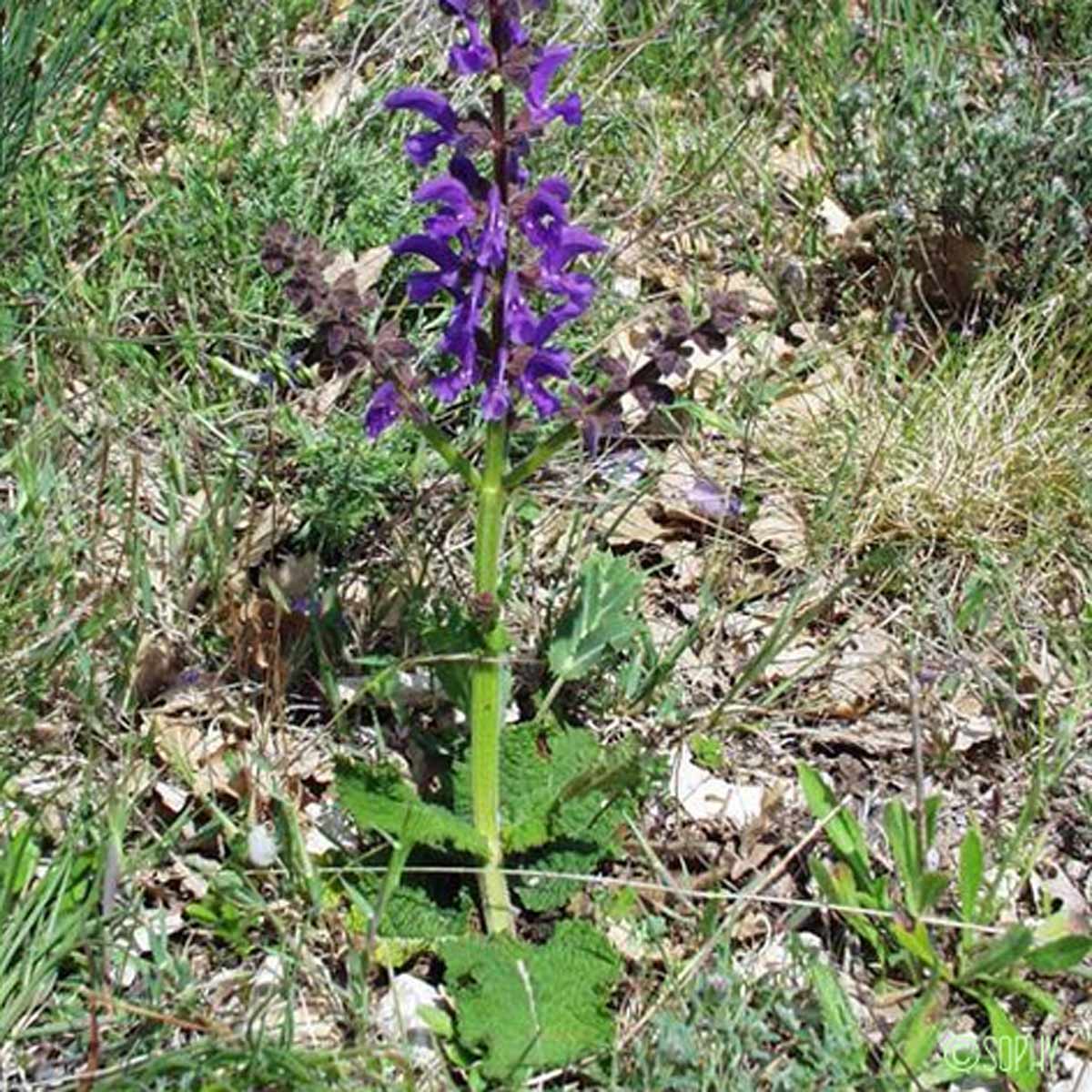 Sauge commune - Salvia pratensis subsp. pratensis