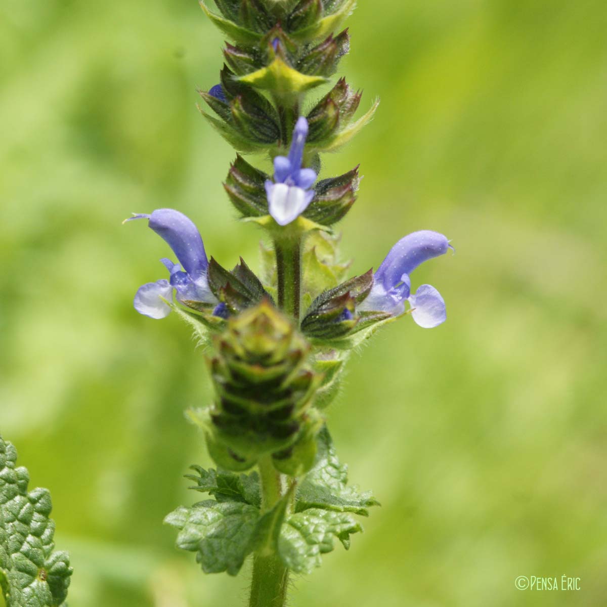 Sauge fausse-verveine - Salvia verbenaca subsp. clandestina