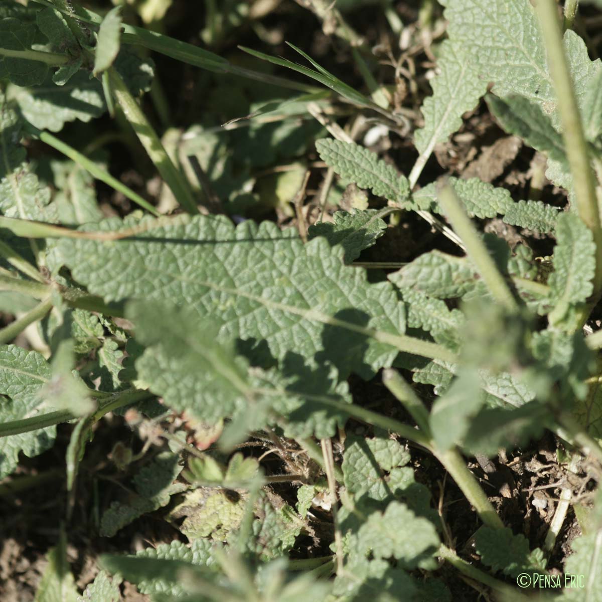 Sauge fausse-verveine - Salvia verbenaca subsp. clandestina